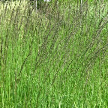 Molinia caerulea subsp. arundinacea Fontäne