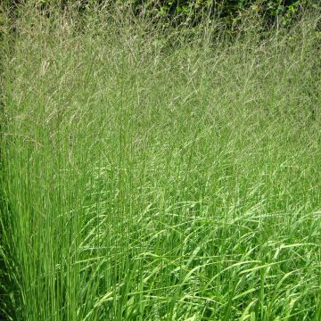 Molinia caerulea subsp. arundinacea Skyracer