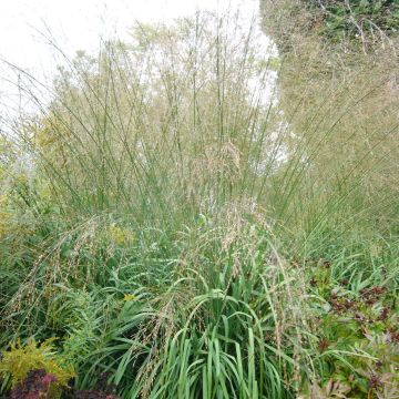 Molinia caerulea subsp. arundinacea Transparent