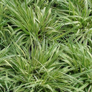 Molinia caerulea subsp. caerulea Variegata