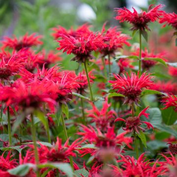 Monarda Gardenview Scarlet - Monarda