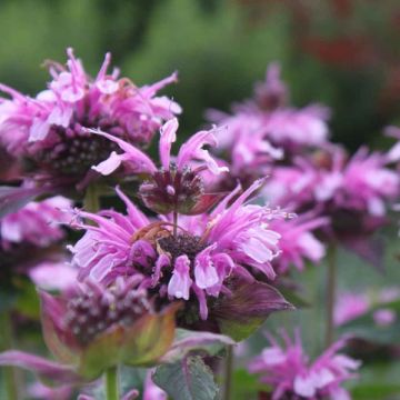 Monarda Mohawk - Monarda