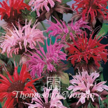 Monarda didyma Superb Mixed - Monarda