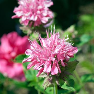 Monarda didyma Sugar Buzz Pink Frosting - Monarda