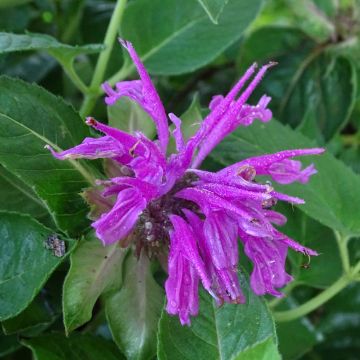 Monarda fistulosa Tetraploid