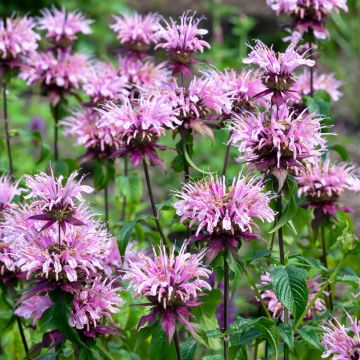 Monarda Beauty of Cobham - Monarda