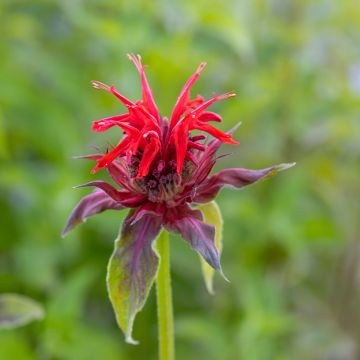 Monarda Cambridge Scarlet - Monarda