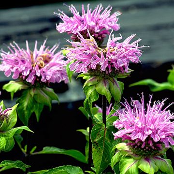 Monarda Melissa - Monarda