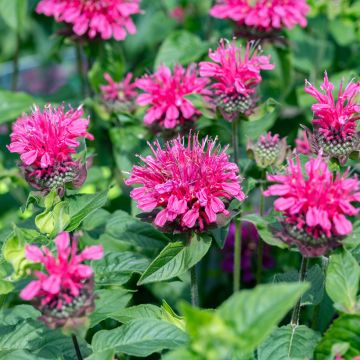 Monarda Pink Lace