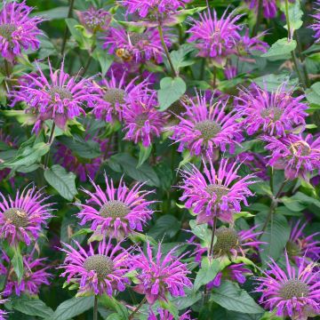 Monarda Prärienacht - Monarda