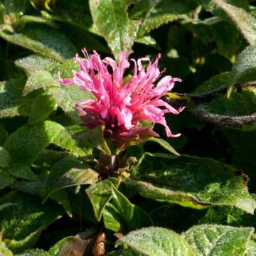 Monarda didyma Cranberry Lace - Monarda