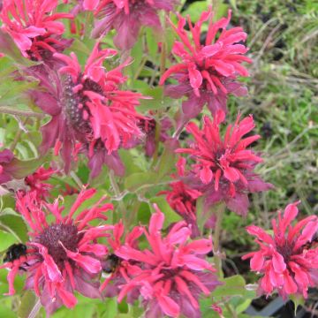 Monarda Gewitterwolke - Monarda