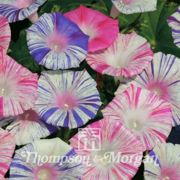 Ipomoea purpurea Carnevale Di Venezia - Campanella turchina