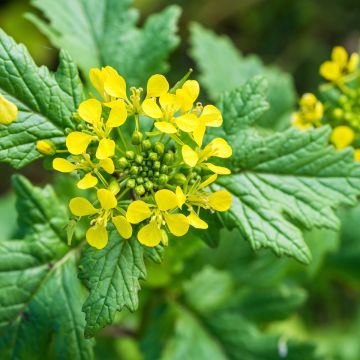 Sinapis alba - Senape bianca (sovescio)