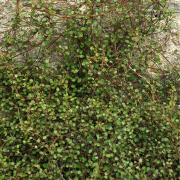 Muehlenbeckia complexa