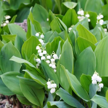 Convallaria majalis - Mughetto