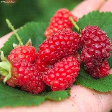 Mora ibrida tayberry Bounty Berry 'Yantay'