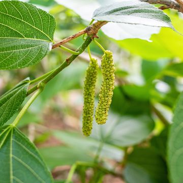 Morus alba var. laevigata King's White - Gelso bianco