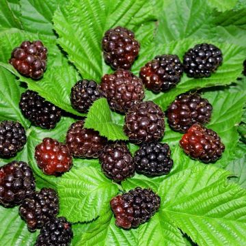 Rubus ursinus x idaeus Boysenberry - Boysenberry