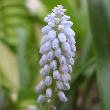 Muscari neglectum Baby's Breath - Muscari ignorato