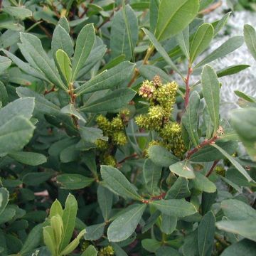 Myrica gale - Mirto di palude