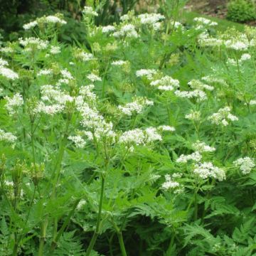 Myrrhis odorata - Finocchiella