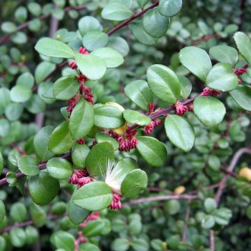 Myrsine africana - Bosso africano