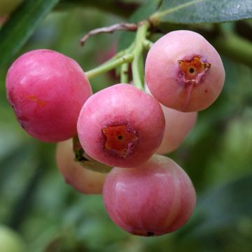 Mirtillo gigante americano - Pink Berry