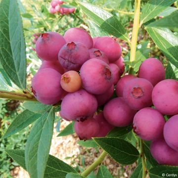 Vaccinium x ashei Pink Lemonade Bio - Mirtillo rosa