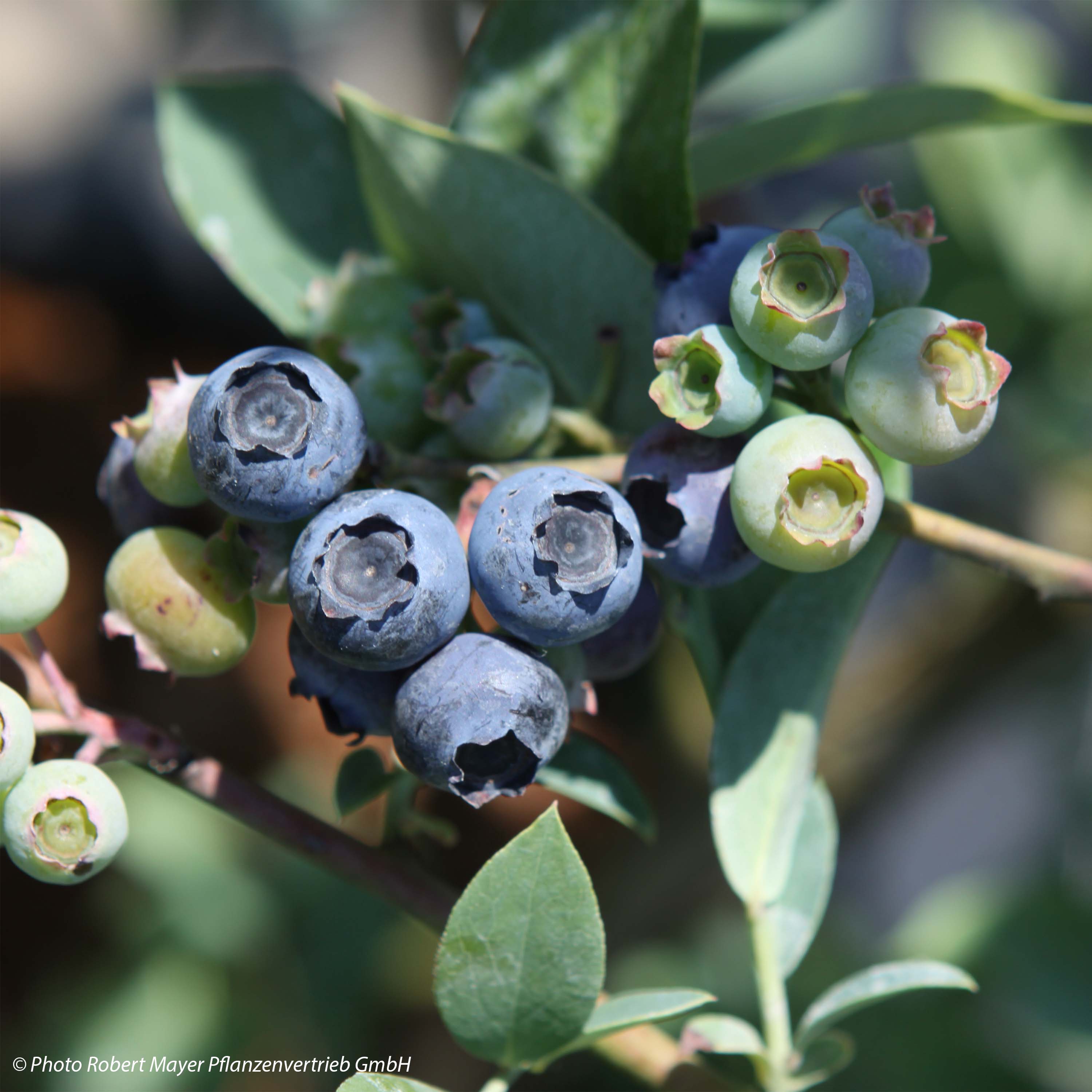 Vaccinium x ashei Powder Blue - Mirtillo rosa