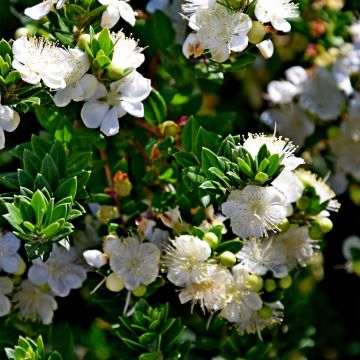 Myrtus communis subsp.tarentina - Mirto tarantino