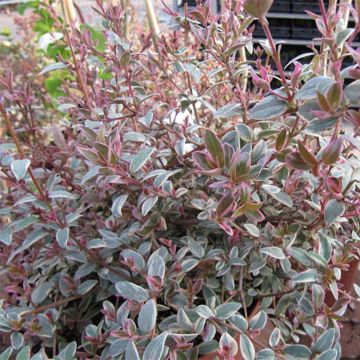 Myrtus ugni Flambeau