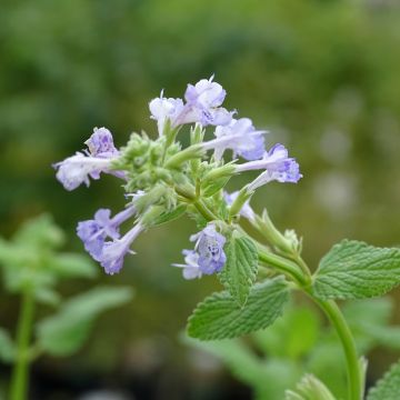 Nepeta grandiflora Zinser's Giant