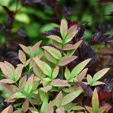 Nandina domestica Obsessed Seika