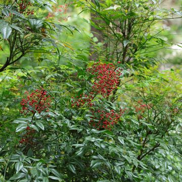 Nandina domestica - Bambù sacro