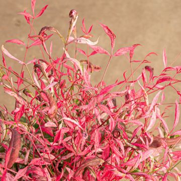 Nandina domestica Pretty Flamingo