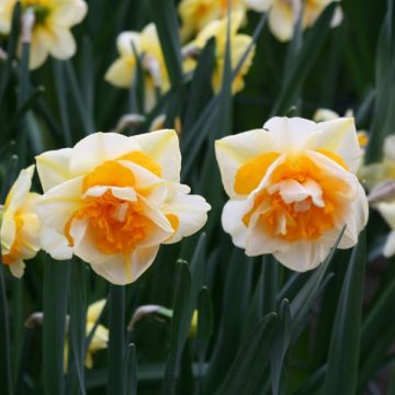 Narciso a fiore doppio Double Beauty