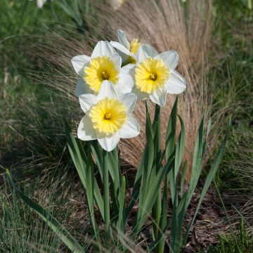 Narciso coronato Ice Follies