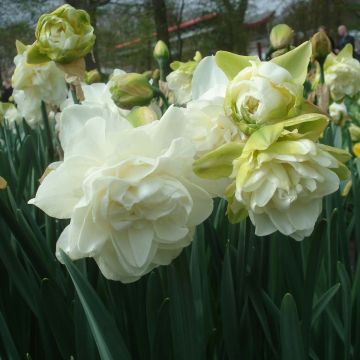 Narciso a fiore doppio Obdam