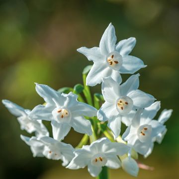 Narciso papiraceo Paperwhite