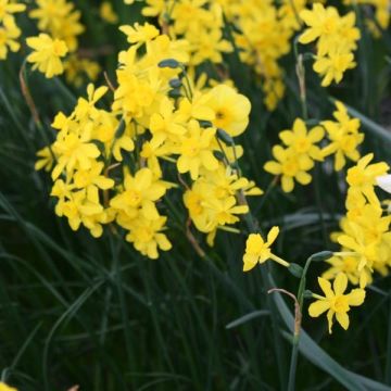 Narciso Twinkling Yellow