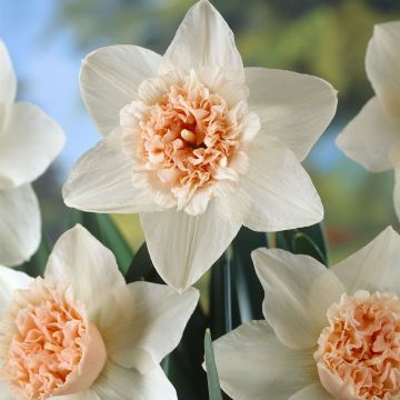 Narciso a fiore doppio Petit Four