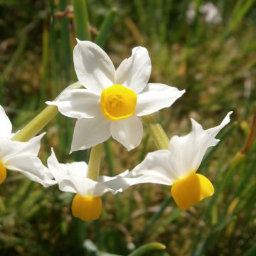 Narciso Tazetta Canaliculatus