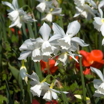 Narcissus triandrus Thalia