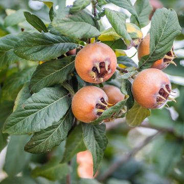 Mespilus germanica Belle de Grand Lieu - Nespolo volgare