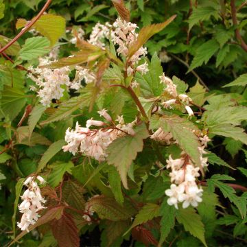 Neillia thibetica