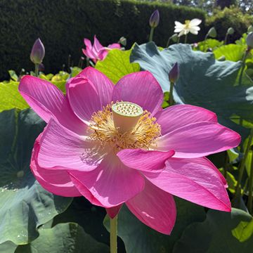 Nelumbo nucifera Osiris - Fior di loto