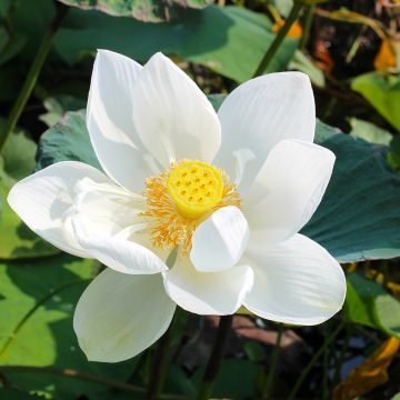 Nelumbo nucifera Stellar White - Fior di loto