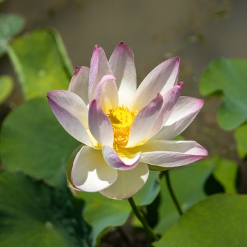 Nelumbo nucifera - Fior di loto