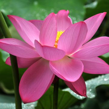 Nelumbo nucifera Rosa - Fior di loto